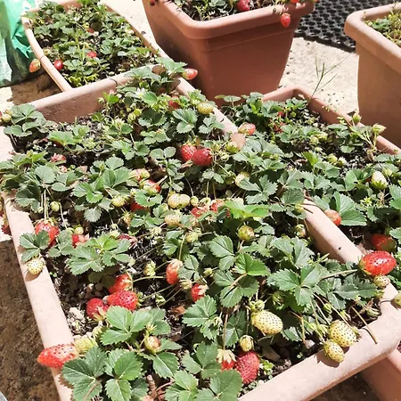 La Campetella - Relax A Due Passi Dal Centro شقة *